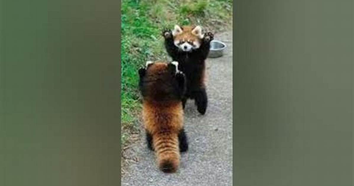 Red Panda Defense Mechanism Revealed Why Their Intimidation Fails To
