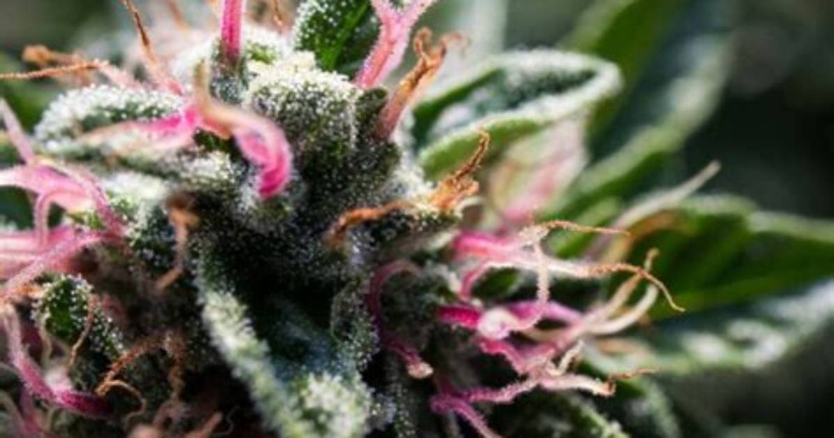 Rose D Kush vs Pink Kush Rose Untangling Naming Confusion In
