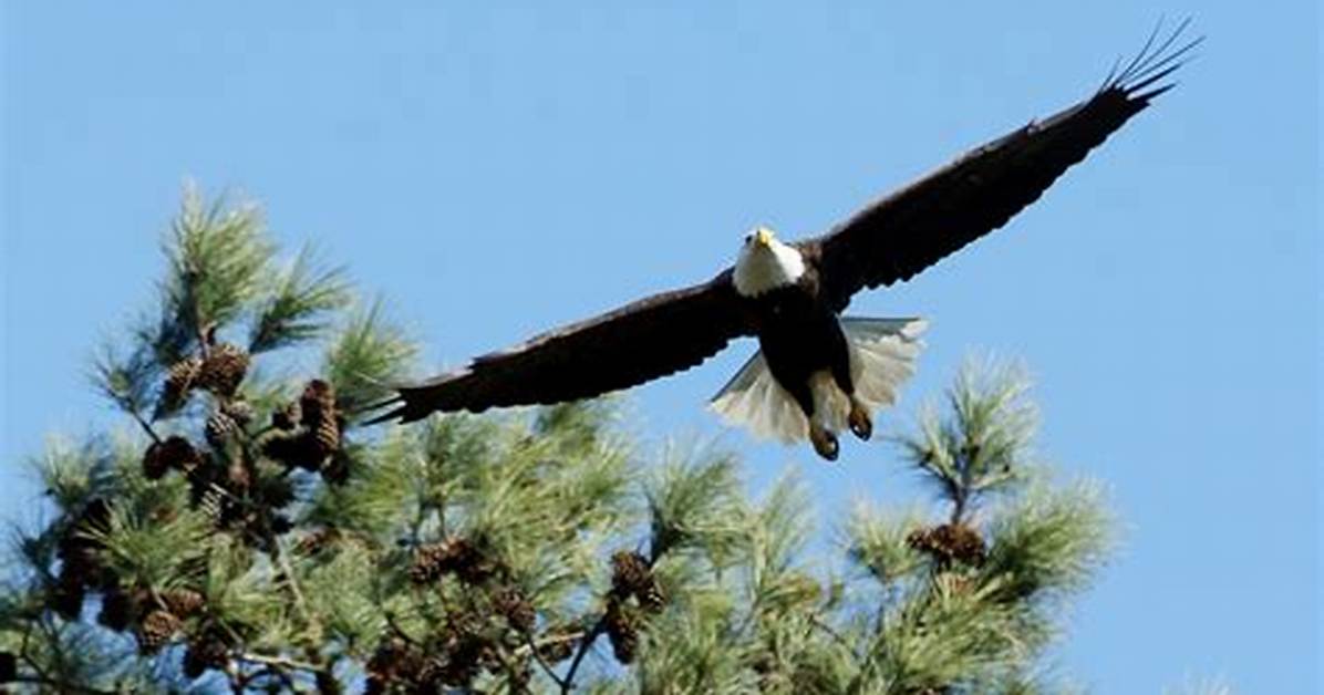 Shelley Lake Bald Eagles Return How a Wild Family Claimed Raleigh S