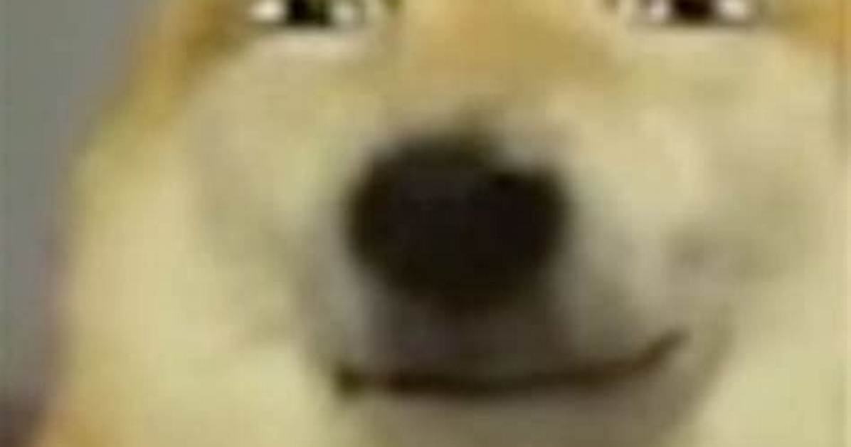 Smirking Dog Meme Guide Original Source Best Uses And
