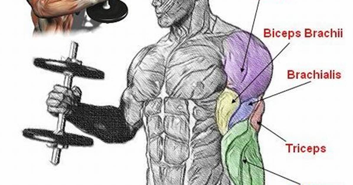 The Anatomy of a Curl Visualizing Real Forearm