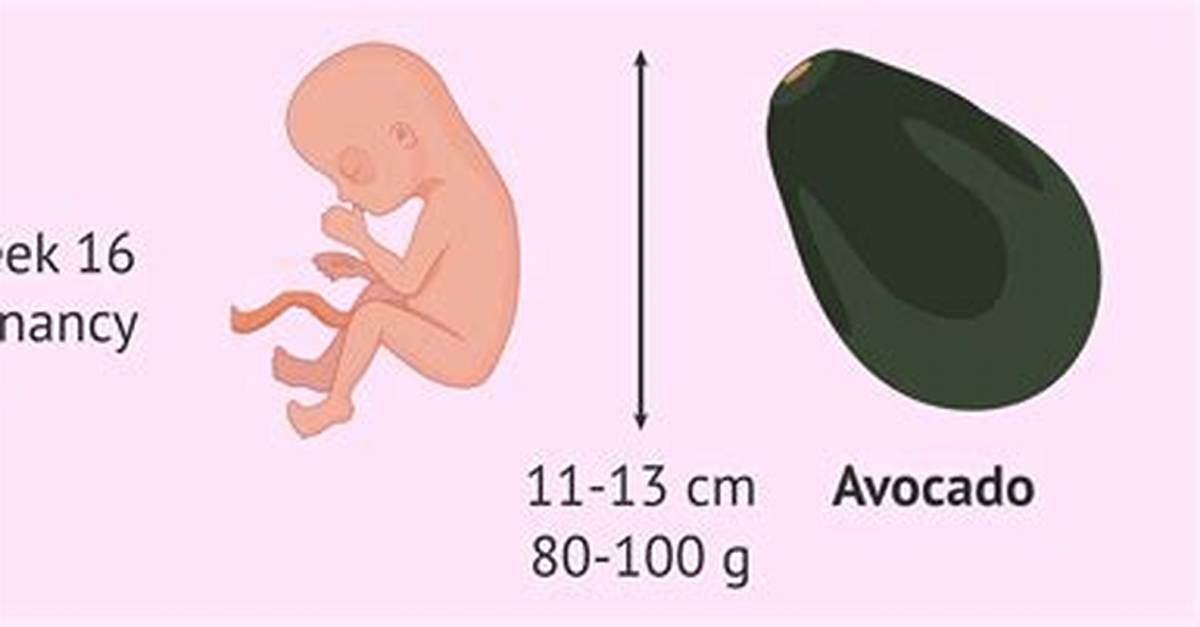 The Complete 16 Week Fetus Guide Size Symptoms Testing And