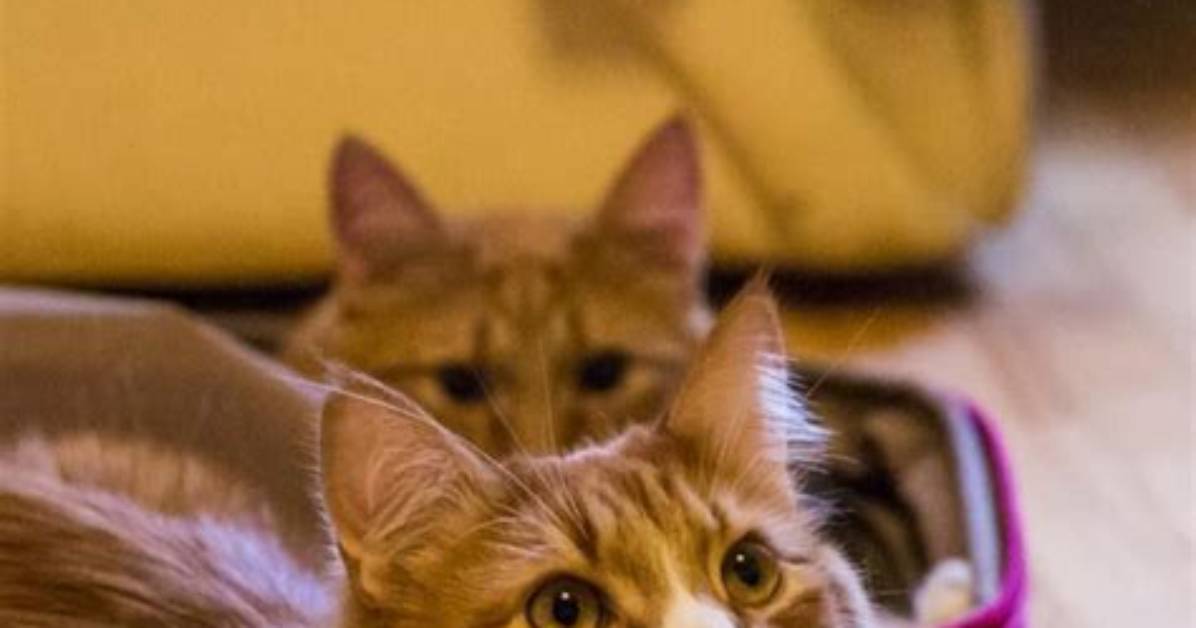 The Complete Guide to Cats in Germany Language Culture And