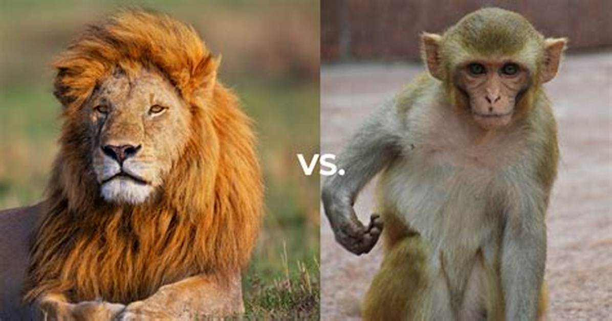 The Complete Guide to Lion vs Monkey Meme Lore Animal Behavior And