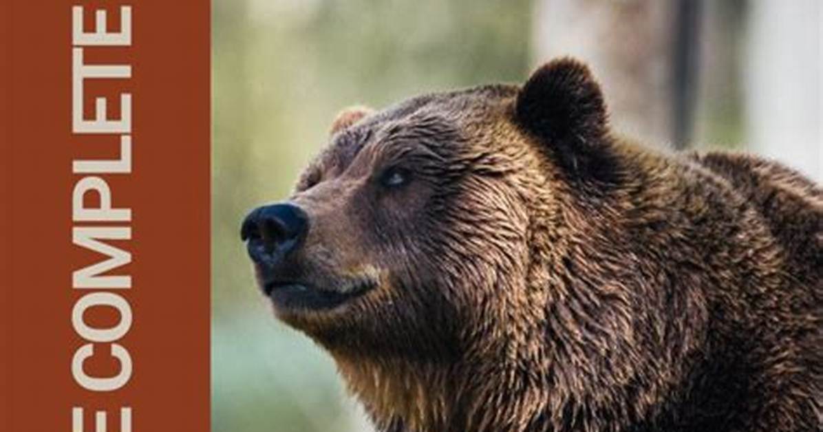 The Complete Guide to the Bear in the Big Blue House