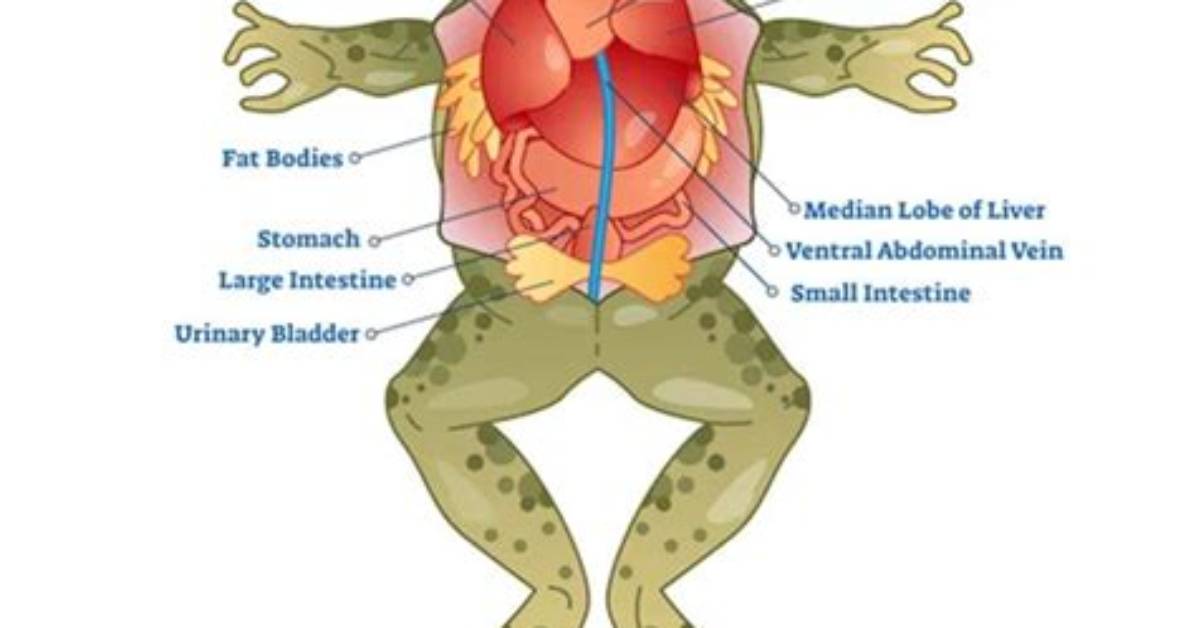 The Complete Guide to the Frog Butt Meme Origins Meanings And