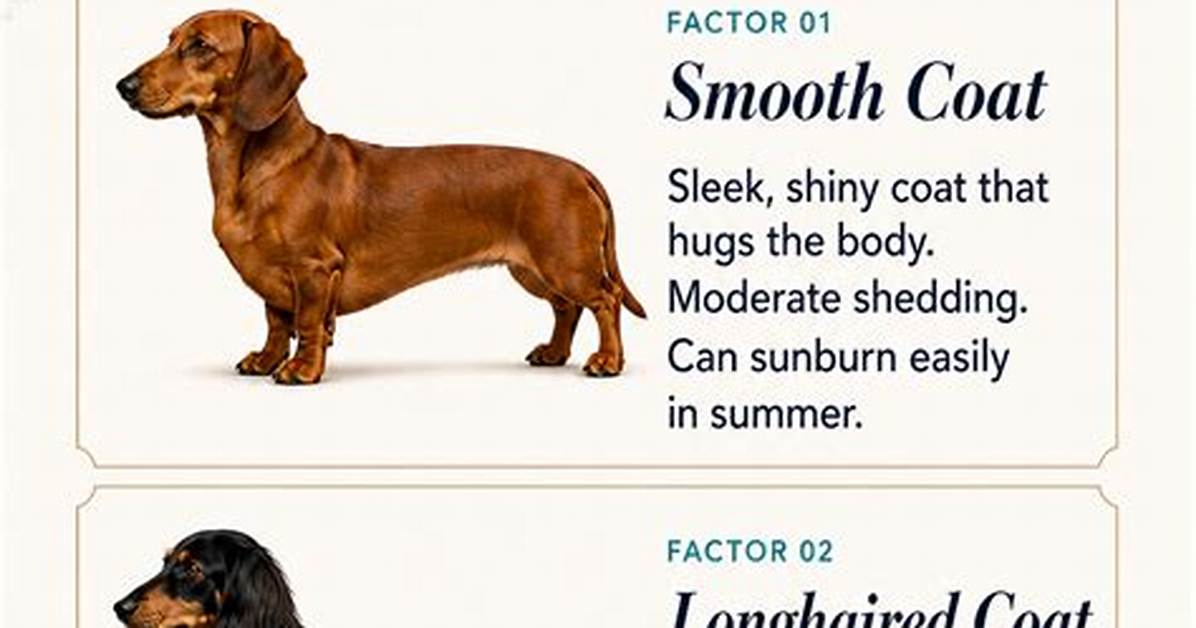 The Complete Longhaired Mini Dachshund Handbook Coat Care Temperament And