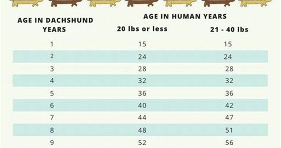 The Complete Mini Dachshund Aging Timeline Critical Care Shifts from Puppy To