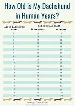 The Complete Mini Dachshund Aging Timeline: Critical Care Shifts from Puppy to Senior
