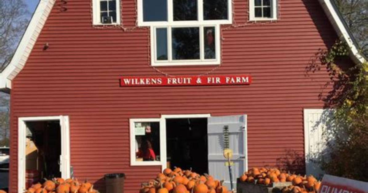 The Complete Visitor Guide to Wilkens Fruit and Fir Farm Apples Wine And