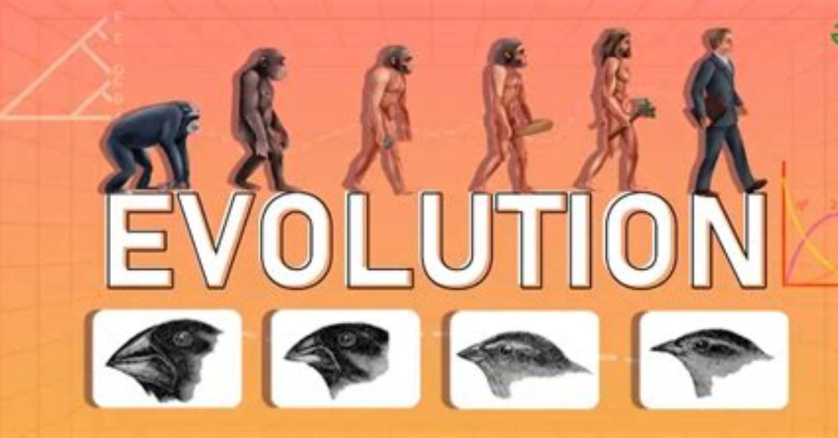 The Evolution Of