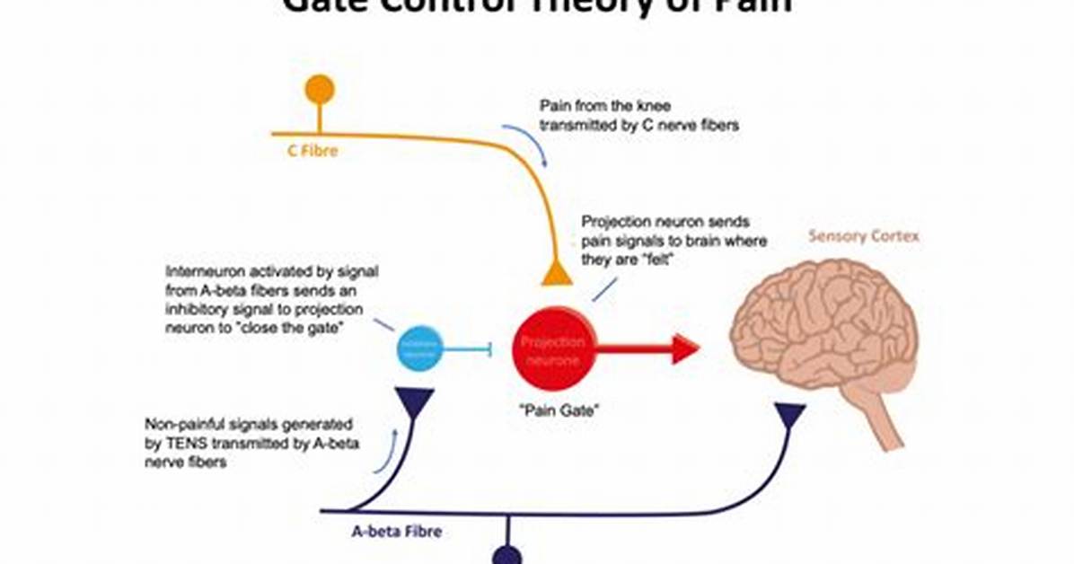 The Gate Control Theory of Pain Explained Mechanisms Uses And