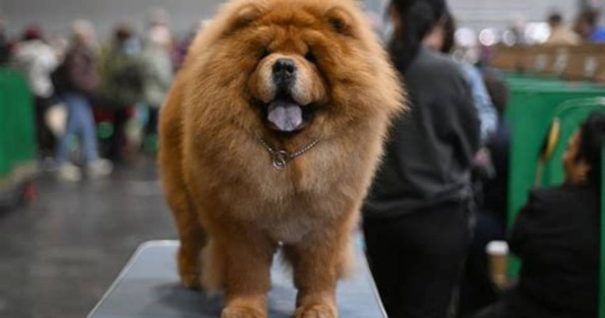 The Hidden Costs of Chow Chows Why This Ancient Breed Ranks Among the World S