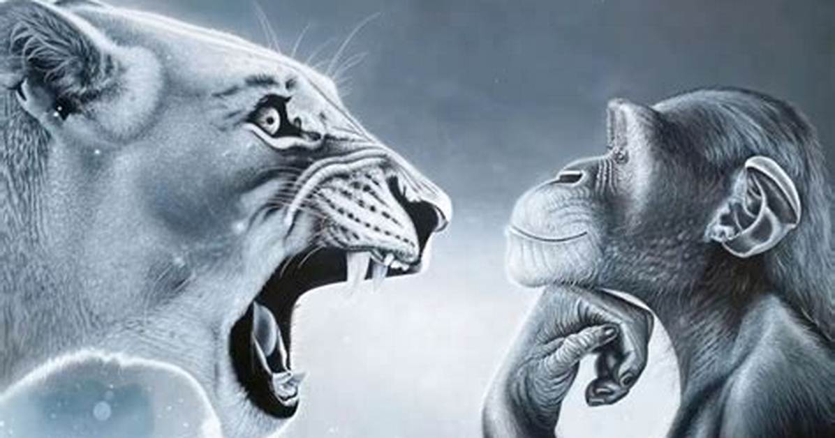 The Lion and Monkey Explained Meme Context Template Usage and Wildlife Facts You Need To