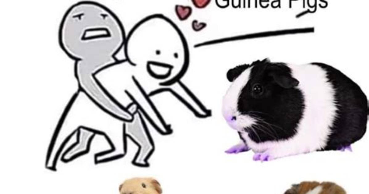 The Los Guinea Pig Meme Explained Everything to Know About the Trend Taking over The