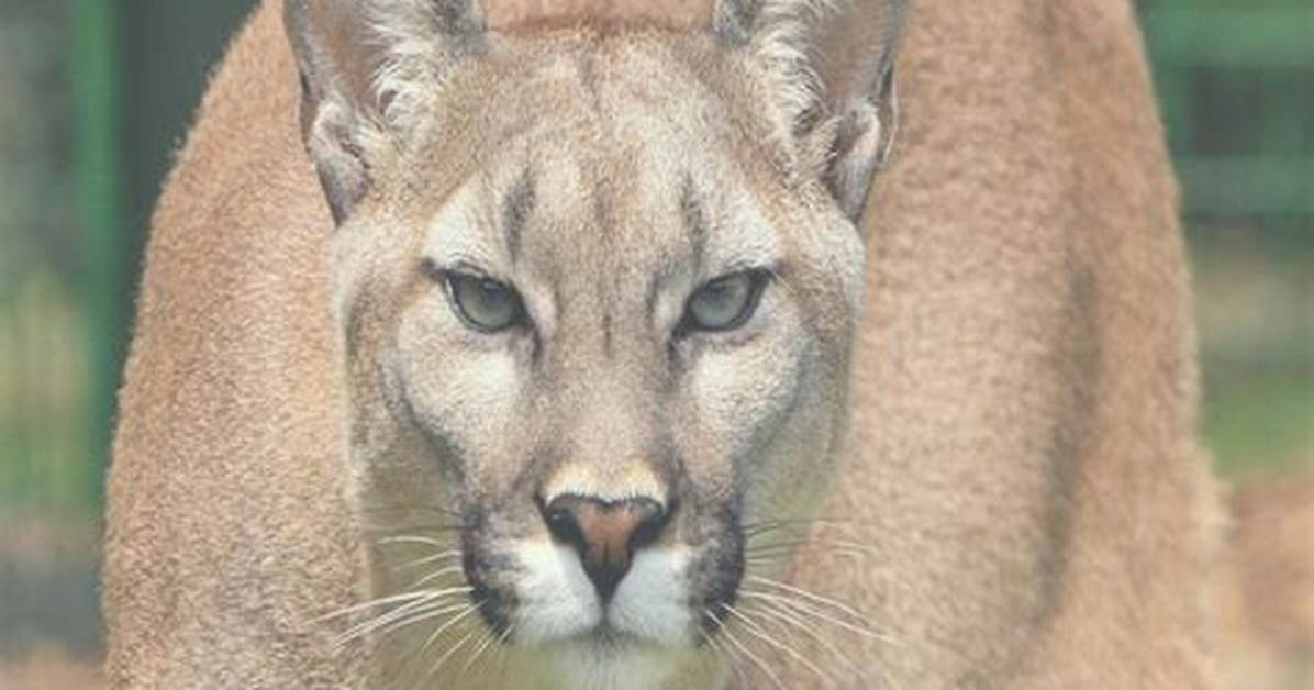 The Meaning of Cougar in 2026 Wildlife Clashes Sports Feuds And