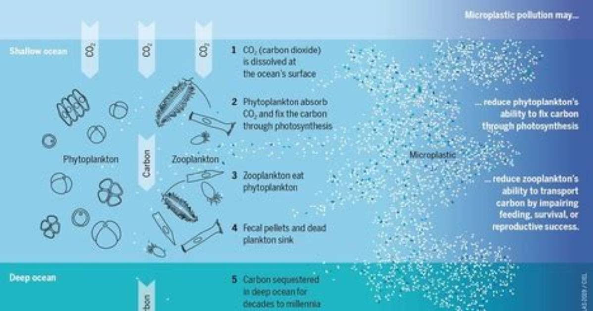 The Microplastic Dilemma Are