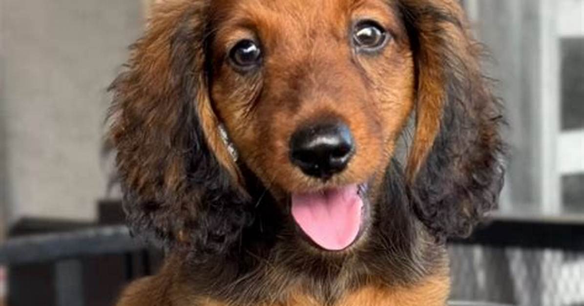 The Rise of the Longhaired Dachshund from Working Badger Dog to Premier National Show