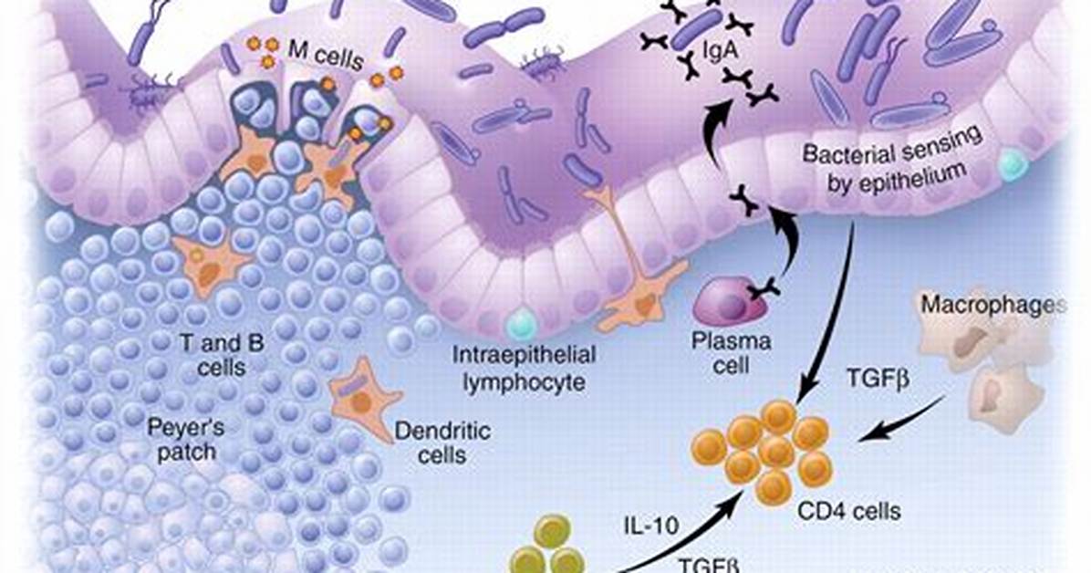 The Science of Gut Immunity What Researchers Actually Discovered About Peyer S