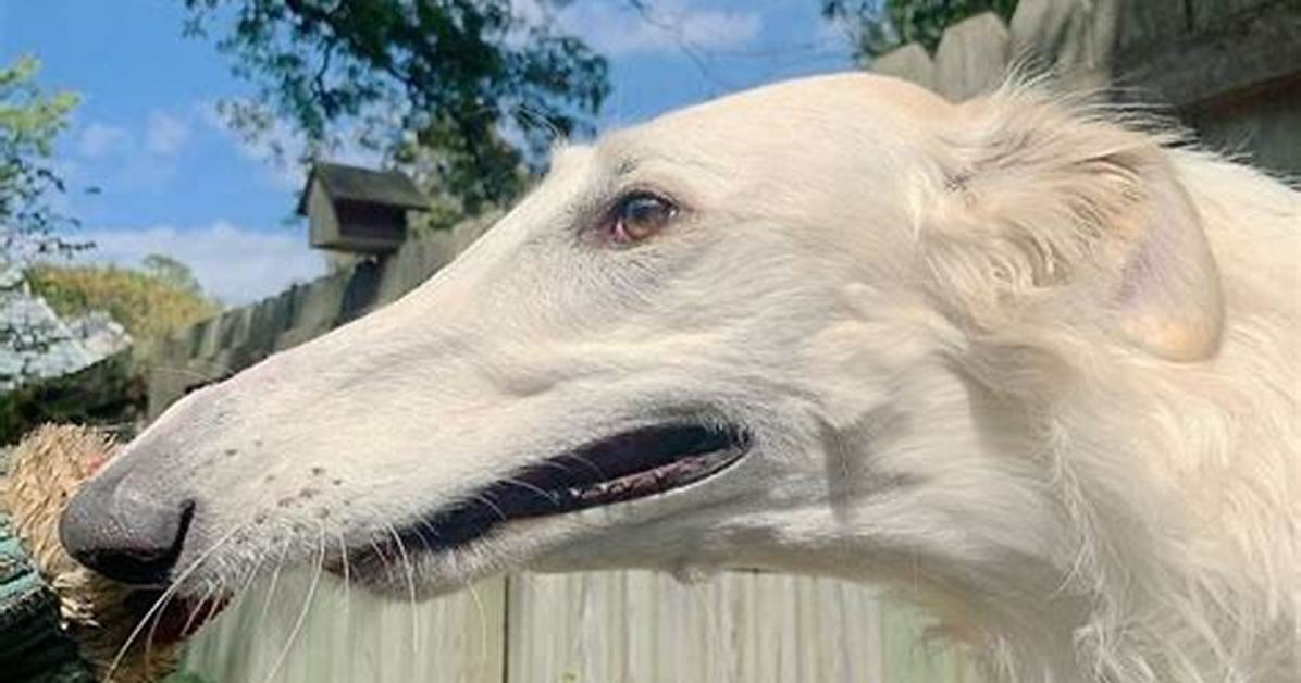 The Science of the Snout Why Borzois Really Look Like Flexible