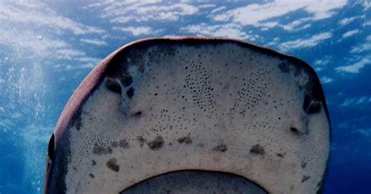 The Science of the Snout Why