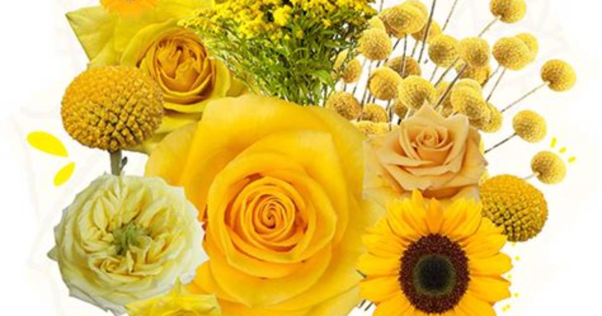 The September 21 Yellow Flower Phenomenon Timeline of a Global