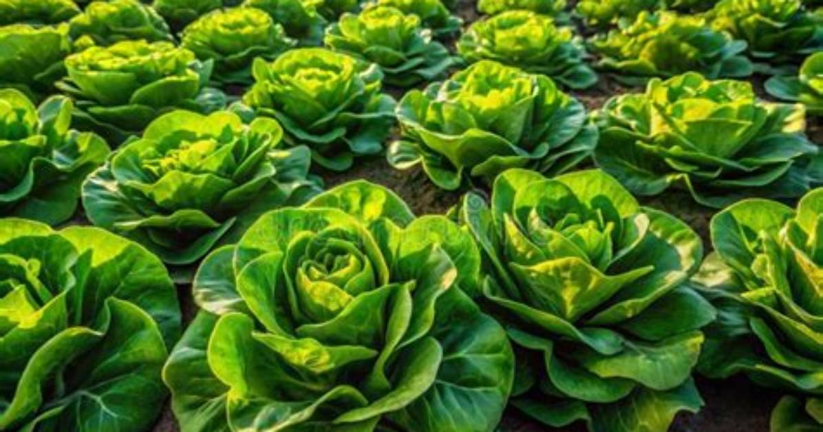 The Spanish Lettuce Paradox How Traditional Fields Are Beating High Tech