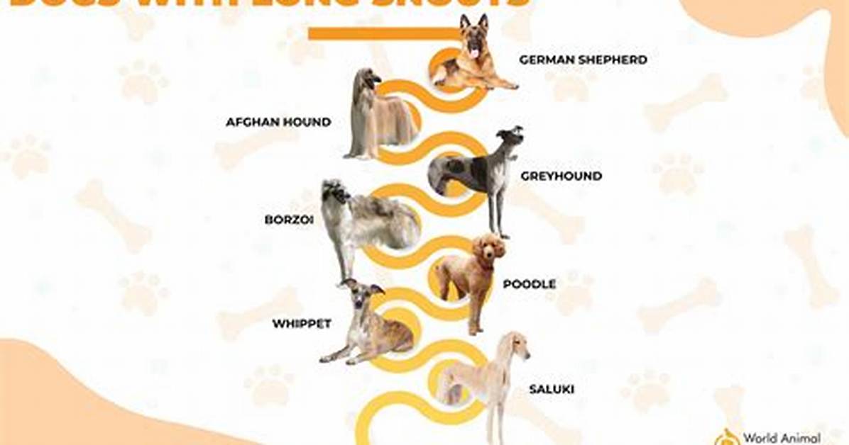 The Truth About Long Snouted Dogs Debunking Health Myths And