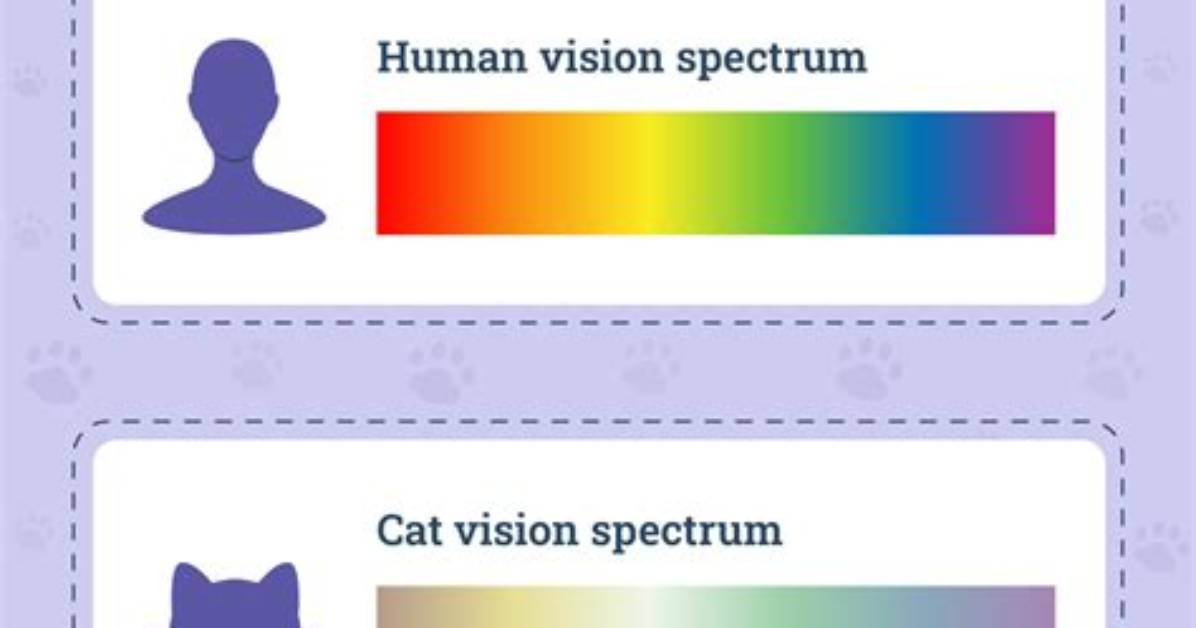 The Ultimate Feline Vision Guide Exactly What Colors Cats See and How It
