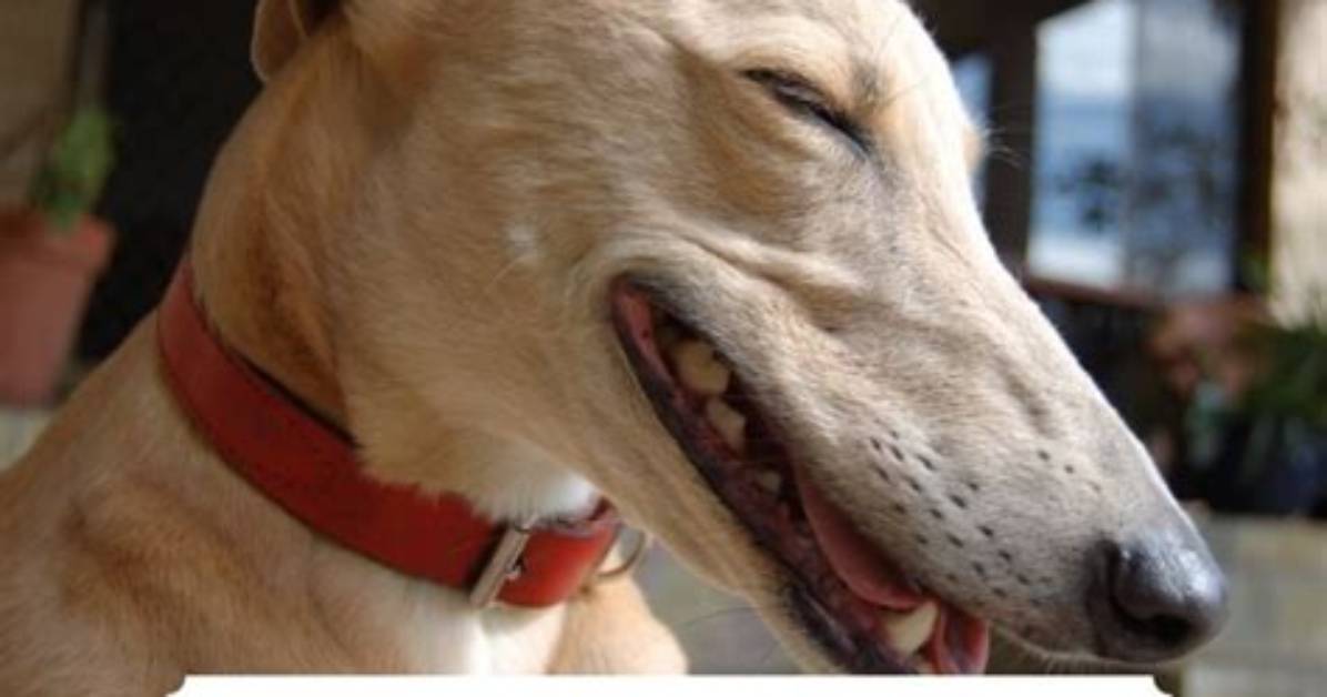 The Ultimate Guide to Laughing Dog Memes Origins Meanings And