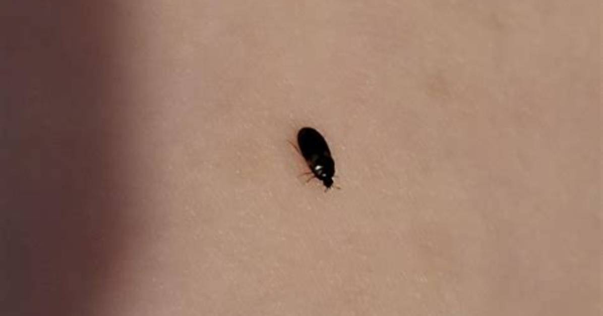 Tiny Black Bugs in Your Home or Yard Complete Identification And