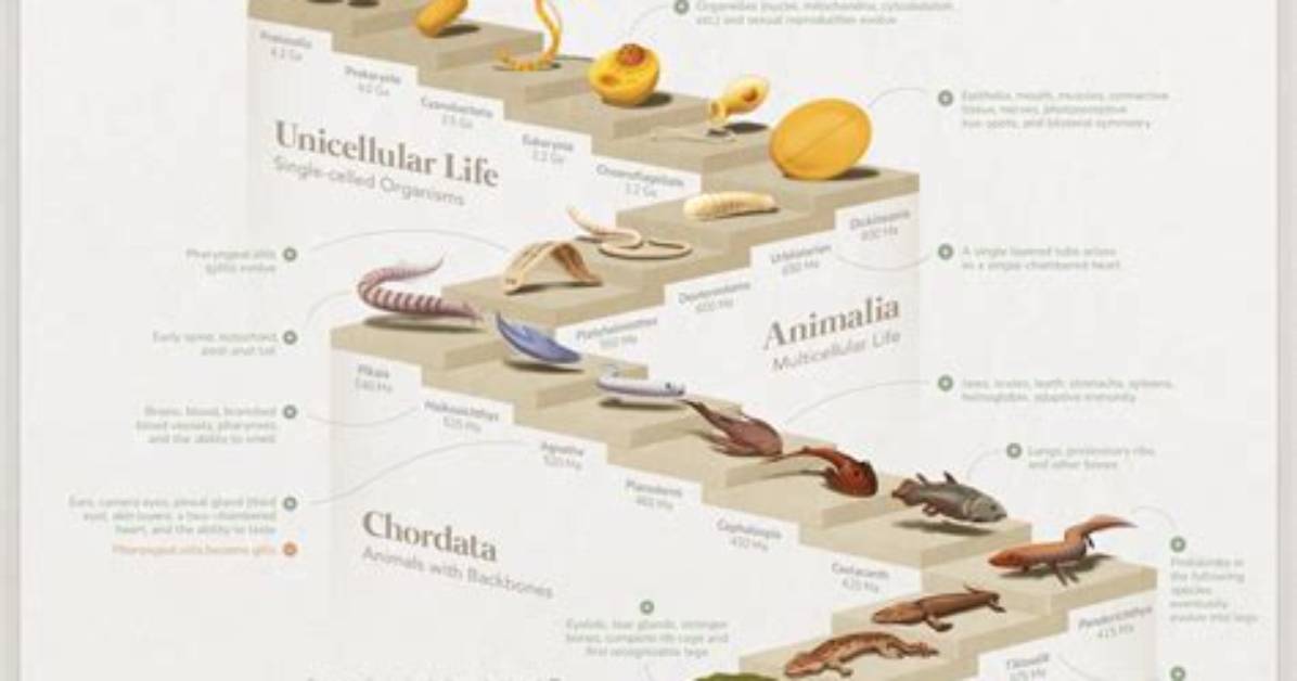 Tracking the Visual Evolution of On