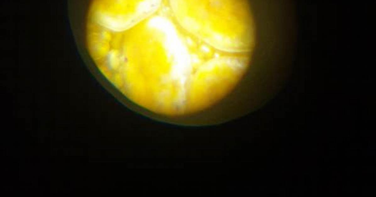 Under the Microscope Dragon