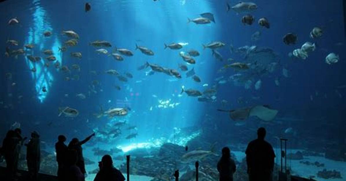 Visiting the Biggest Aquarium in the Us Ultimate Guide Insider Tips And