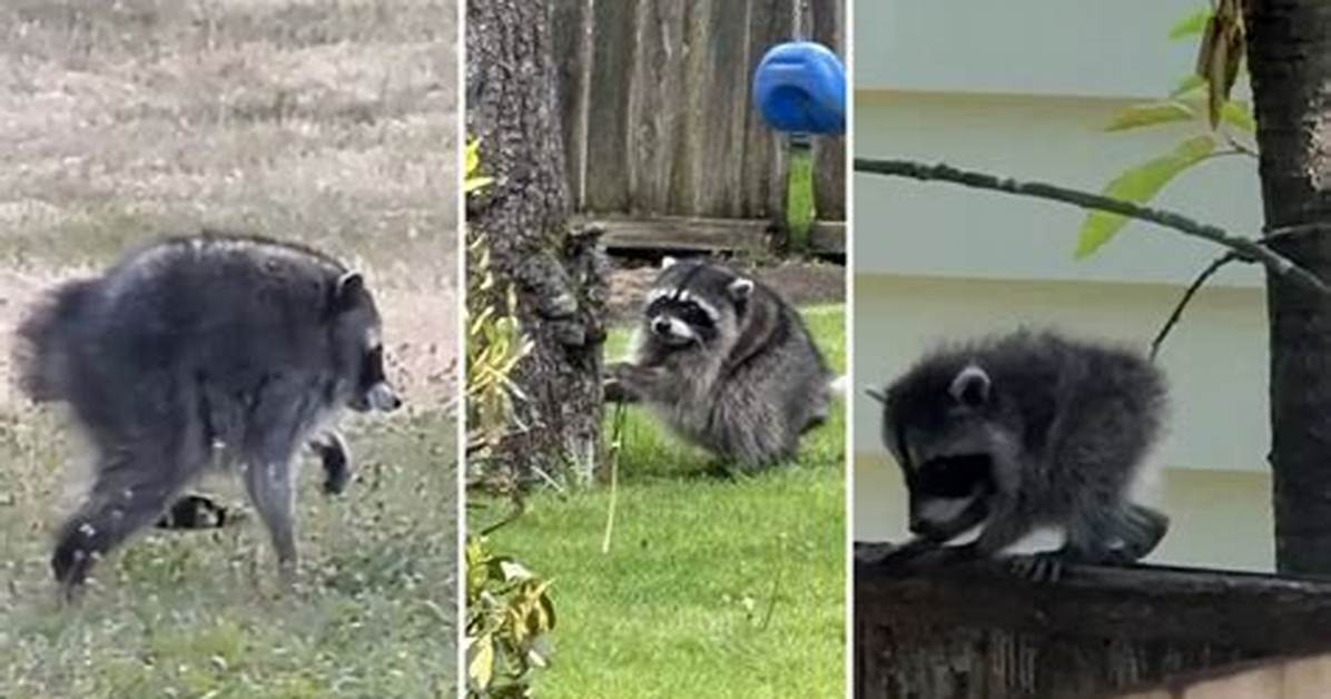 Watch Jimothy in Action Inside the Viral Video Baffling