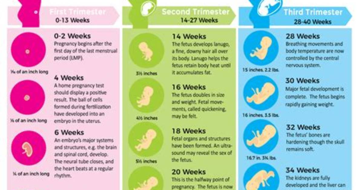 Week 22 Pregnancy Belly Guide Visual Milestones Size And