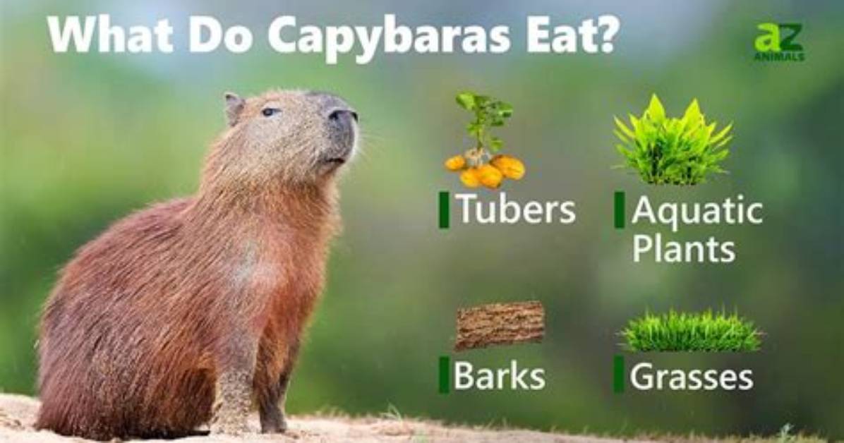 What Do Capybaras Eat the Definitive Nutritional Guide To
