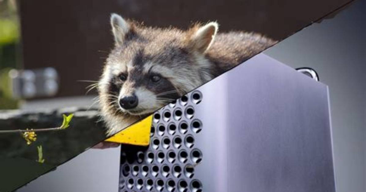 What Does the Cheese Grater Raccoon Image Actually Show a Safe