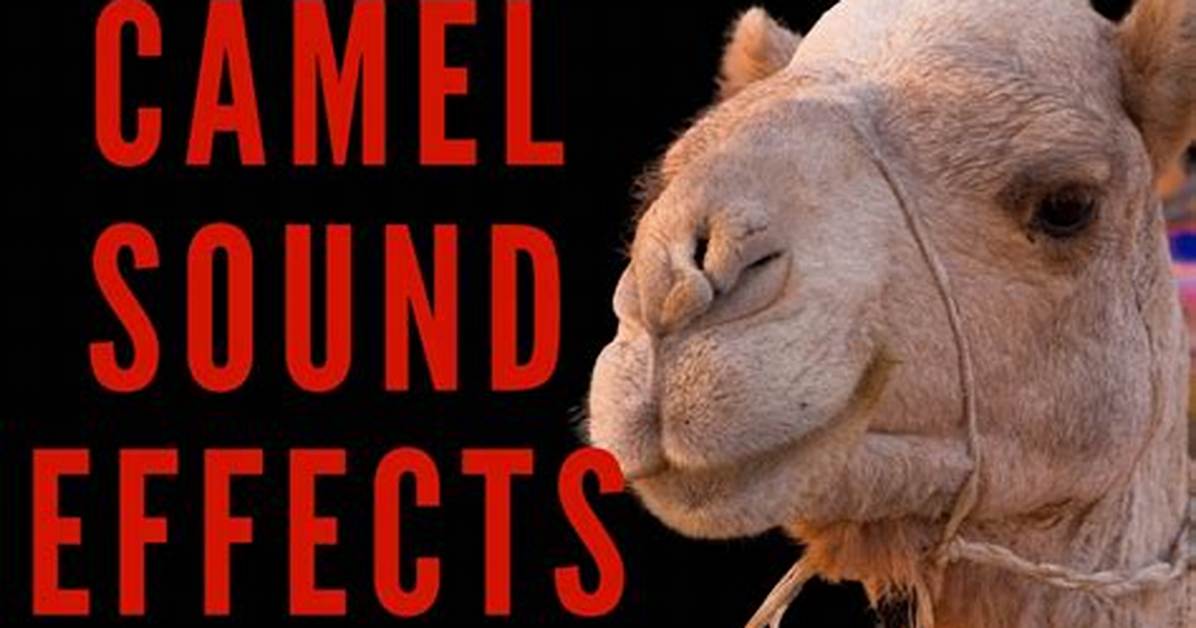 What Noise Does a Camel Really Make Why It Sounds Nothing Like You