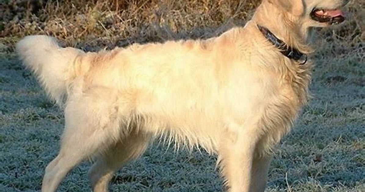 What Really Happened When This Golden Retriever S River Floaty