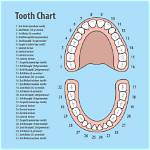 What Those Numbers Mean at the Dentist: Why Your Mouth Is Mapped 1 to 32