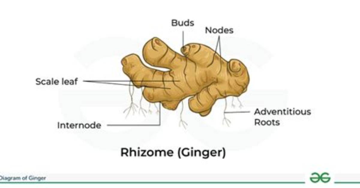 Where Does Ginger Actually Come from Inside the Global Shortage Reshaping