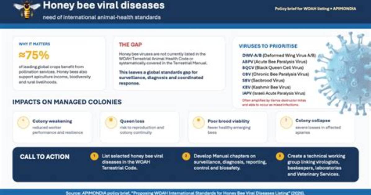 Who Is Honey Bee Bby the Viral Sensation Dominating Social