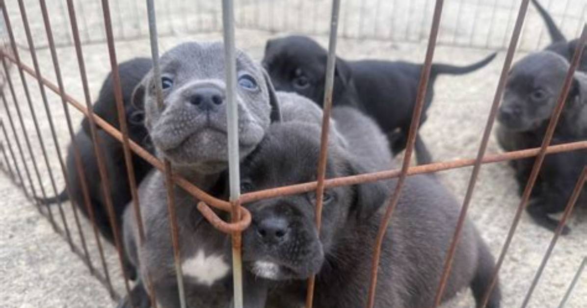 Why Are Pit Bull Puppies Being Abandoned the Shelter
