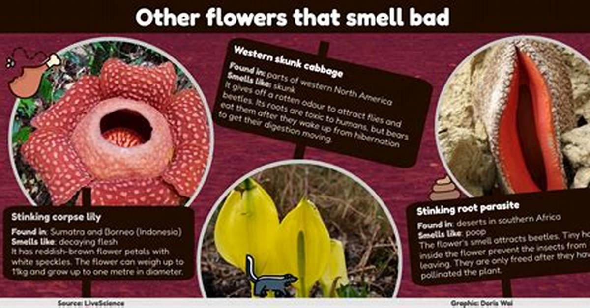 Why Does the Flower of Death Smell Like Rotting Flesh Inside The