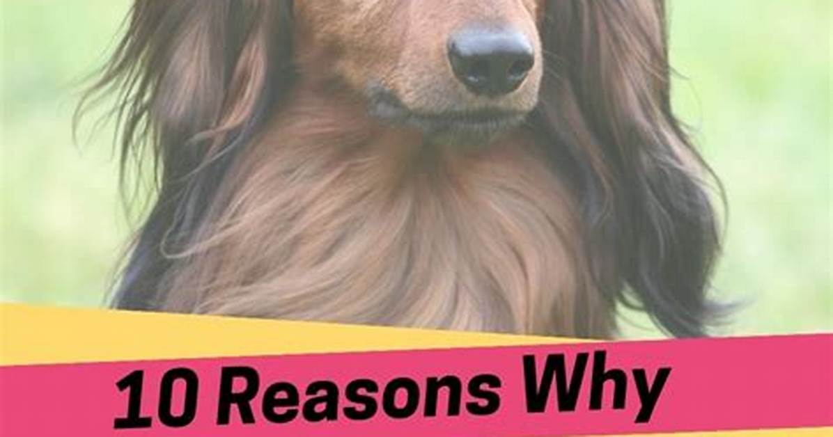 Why Long Haired Dachshunds Are Surging in Popularity the 2026 Small Breed
