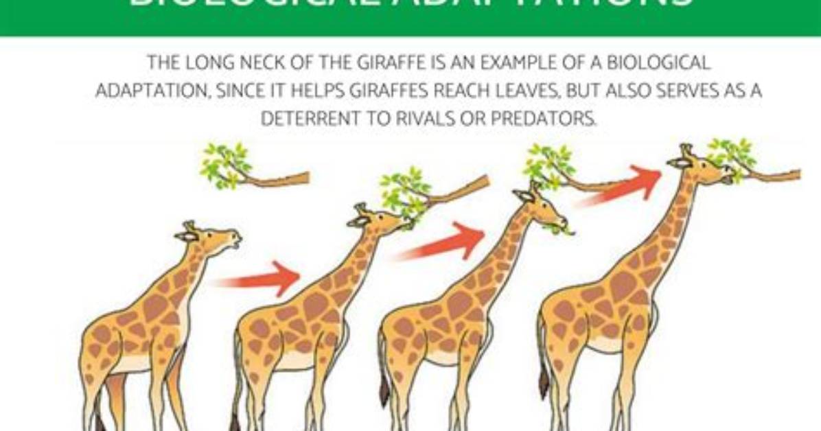 Why the Adaptation Of