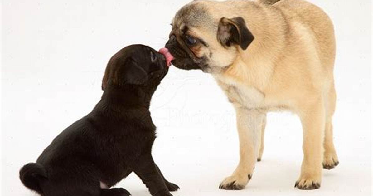 Why the Viral Pug Licking