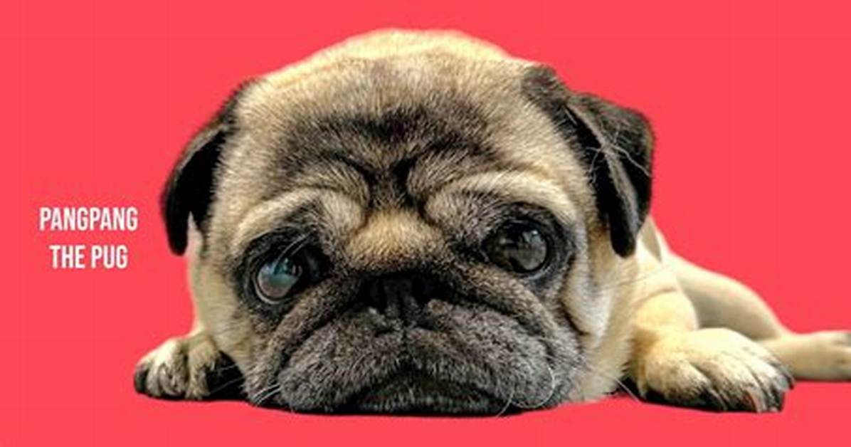 Why the Viral Pug