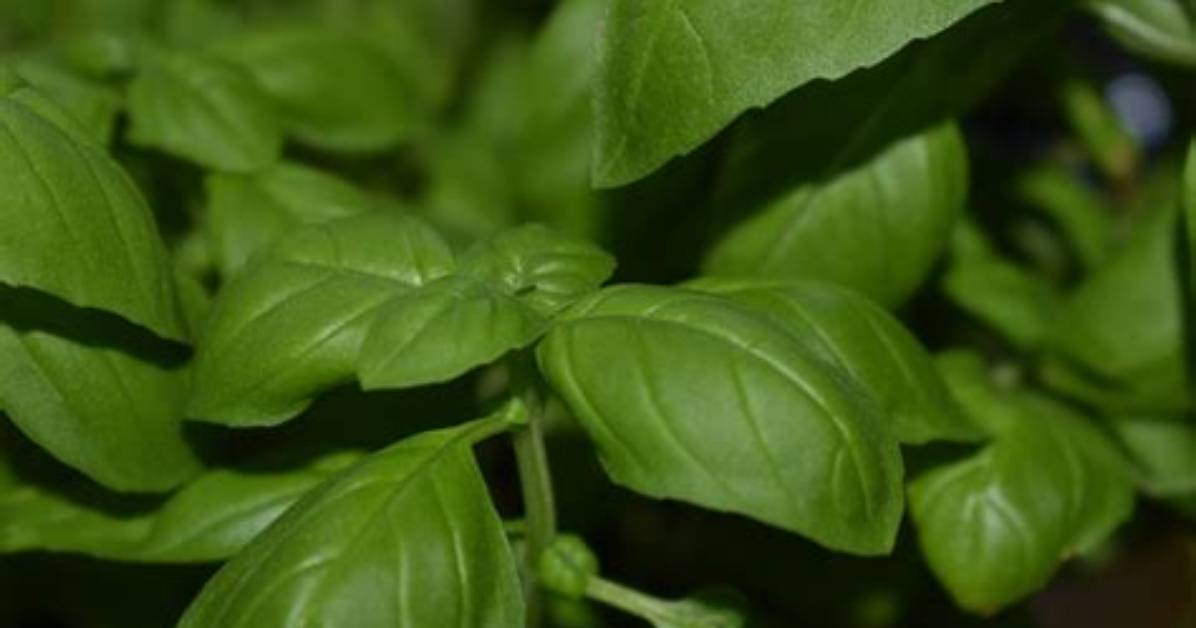 Why Translating Albahaca as Just Basil Could Ruin Your Recipe Or